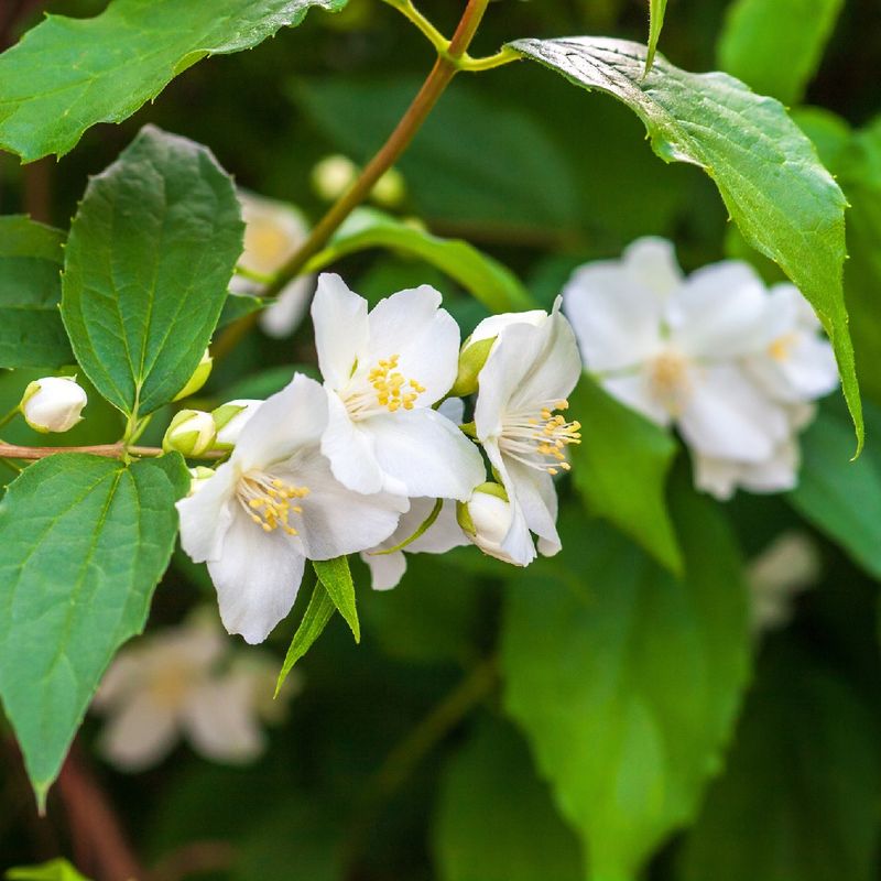 Fragrant Blooms Make A Memorable First Impression Fragrant Blooms Make A Memorable First Impression