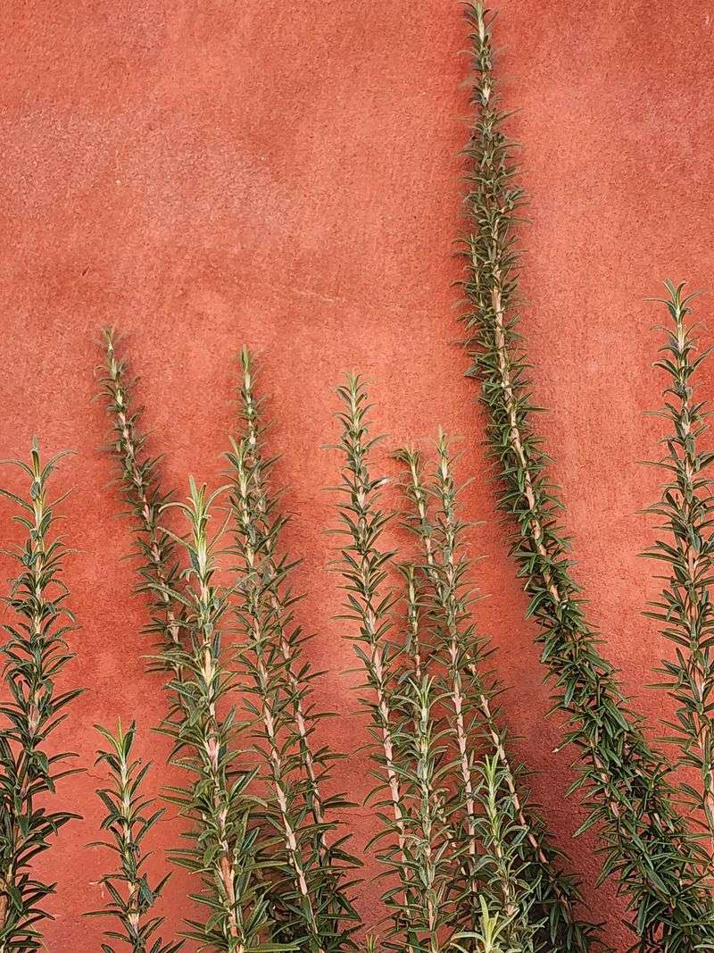 Fragrant Leaves Welcome Guests At Entryways