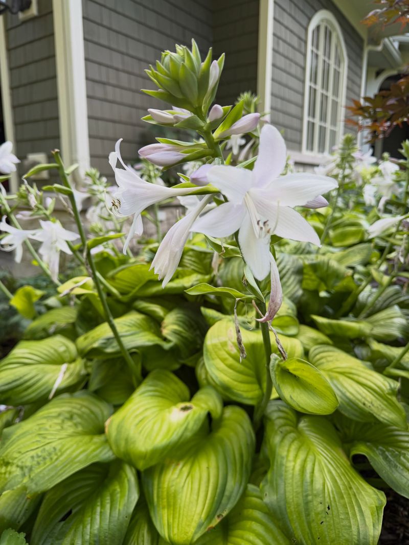 Fragrant Plantain Lily Blooms In The Evening Shade Fragrant Plantain Lily Blooms In The Evening Shade