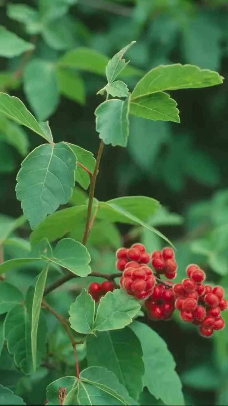 Fragrant Sumac Handles Tougher Dry Sites Fragrant Sumac Handles Tougher Dry Sites