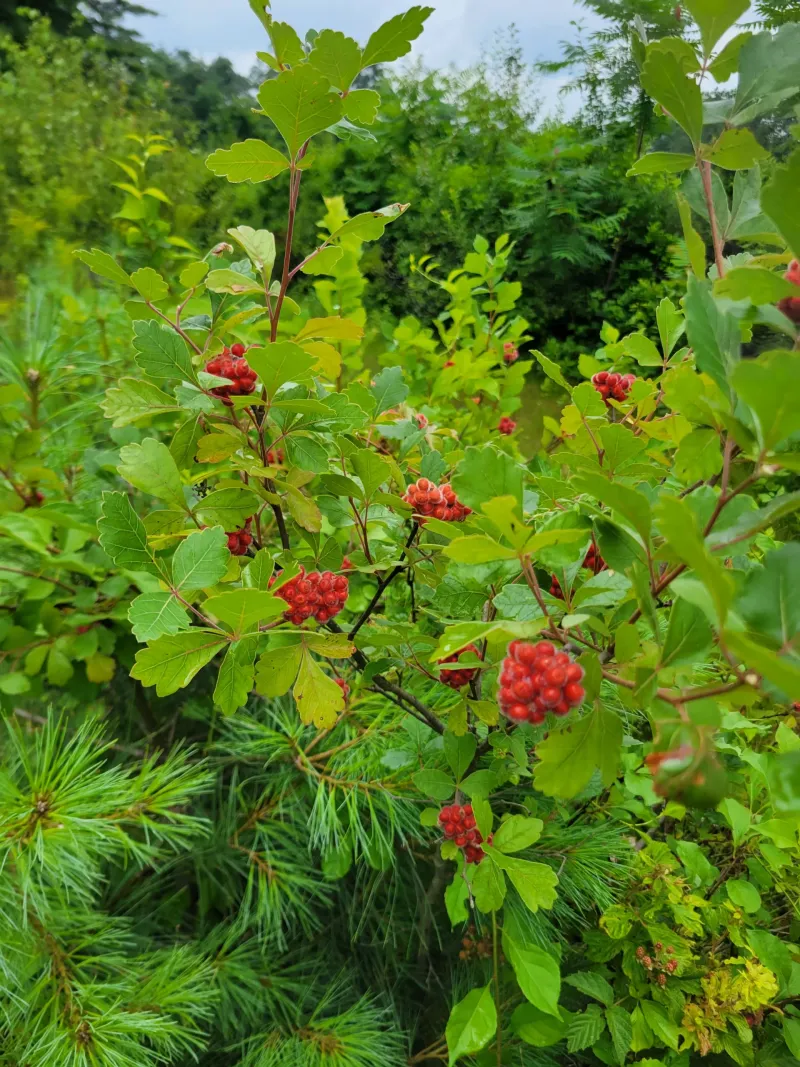 Fragrant Sumac Shines With Foliage Color Fragrant Sumac Shines With Foliage Color