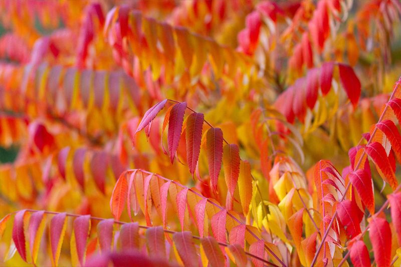 Fragrant Sumac Shrugs Off The Scorch