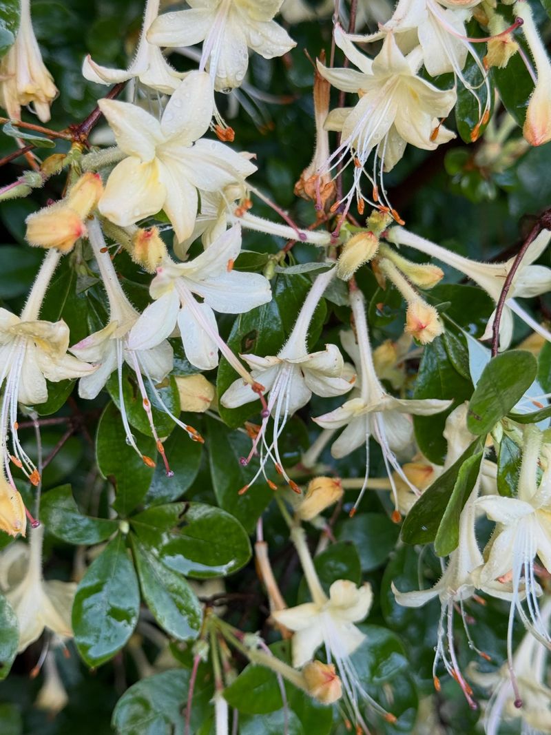 Fragrant White Blooms Arrive Later Than Many Azaleas Fragrant White Blooms Arrive Later Than Many Azaleas