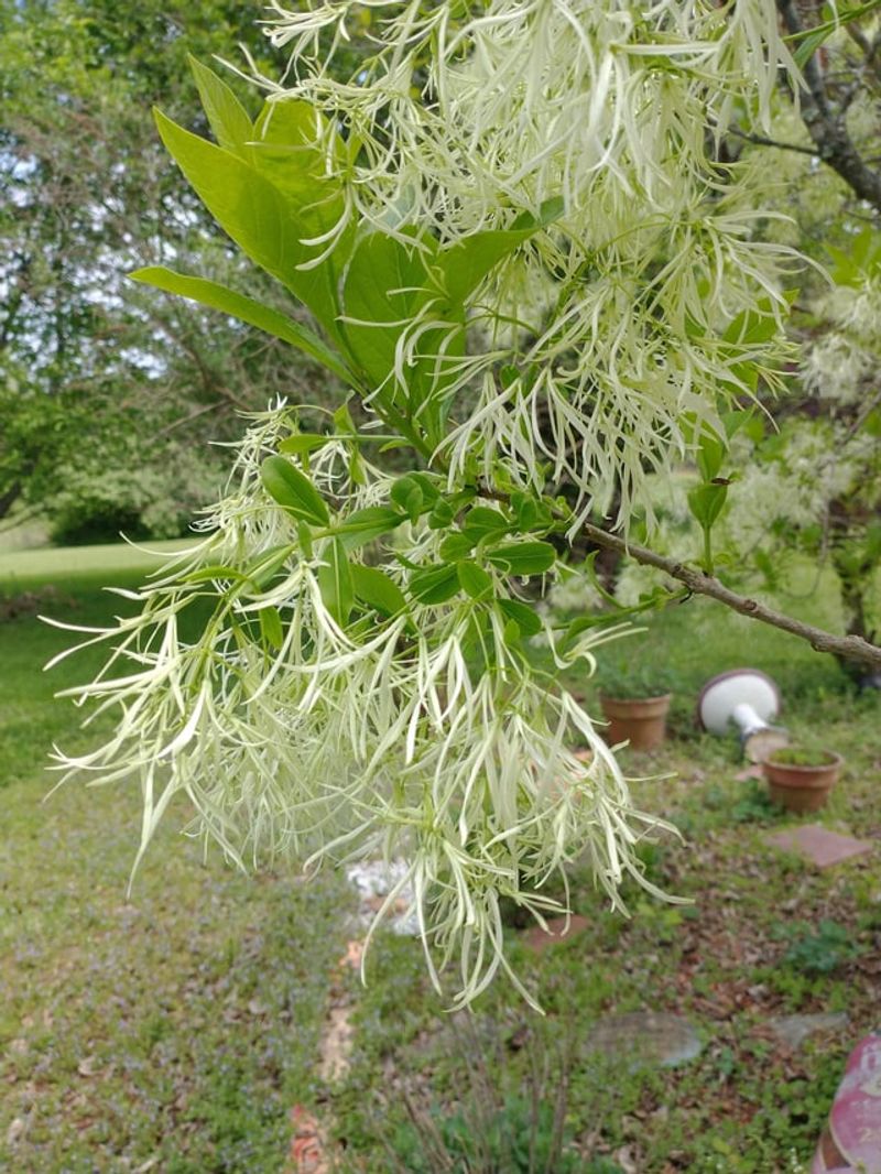 Fragrant White Blooms That Steal Late Spring Fragrant White Blooms That Steal Late Spring