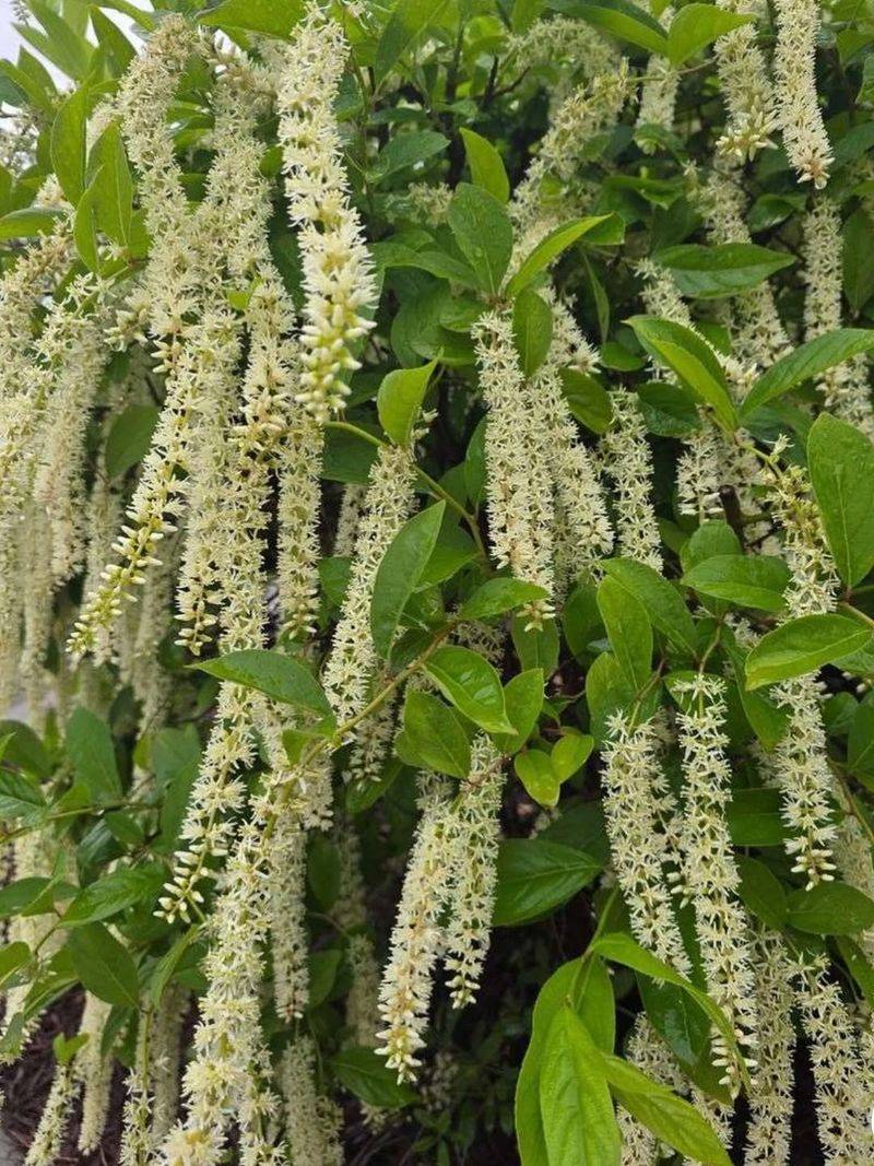 Fragrant White Flowers Bloom In Spring Fragrant White Flowers Bloom In Spring