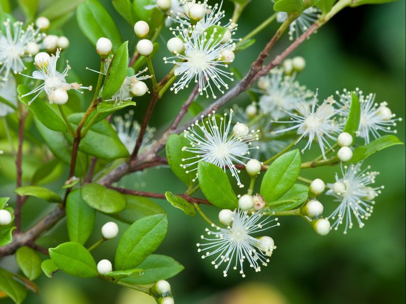 Fragrant White Flowers Bring In Pollinators Fragrant White Flowers Bring In Pollinators