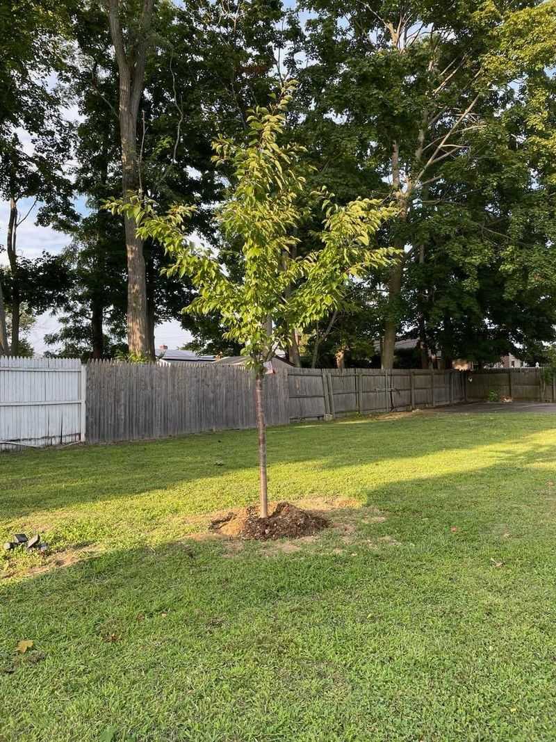 Free Trees Often Come With Planting Location Rules
