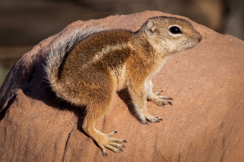 Frequent Activity May Signal A Reliable Yard Habitat Frequent Activity May Signal A Reliable Yard Habitat