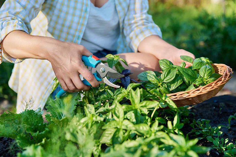 Frequent Harvesting Delays Seed Production Frequent Harvesting Delays Seed Production