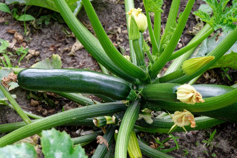 Frequent Harvesting Is The Real Secret To Nonstop Zucchini