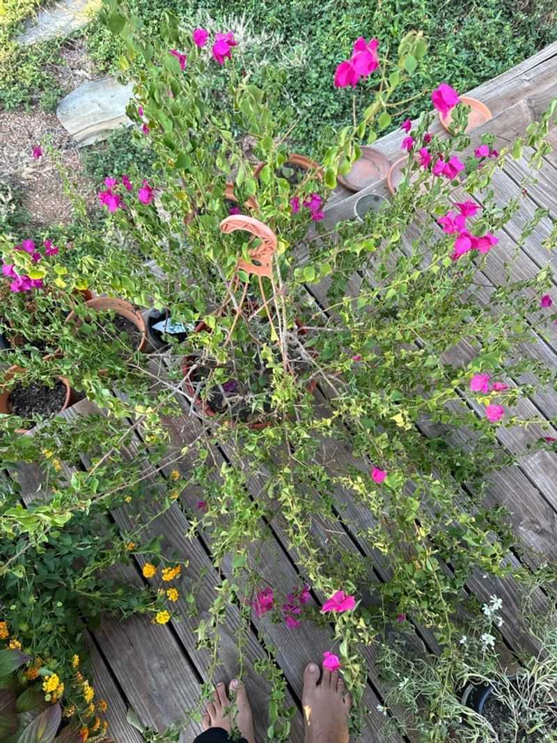 Frequent Pruning Can Remove New Flowering Growth