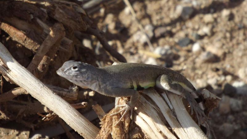 Frequent Sightings Often Point To A Suitable Backyard Habitat