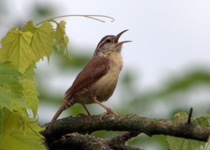 Frequent Singing Can Signal A Pair Bond Frequent Singing Can Signal A Pair Bond