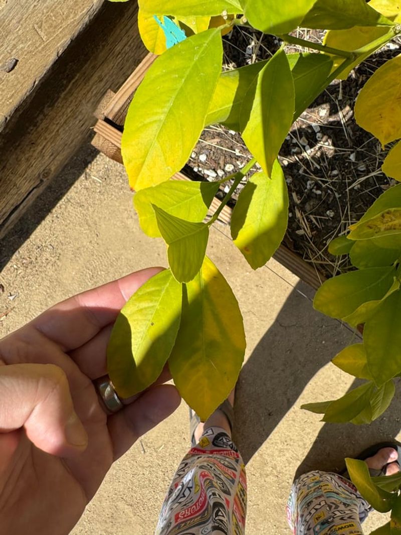 Frequent Watering Can Wash Nutrients Away