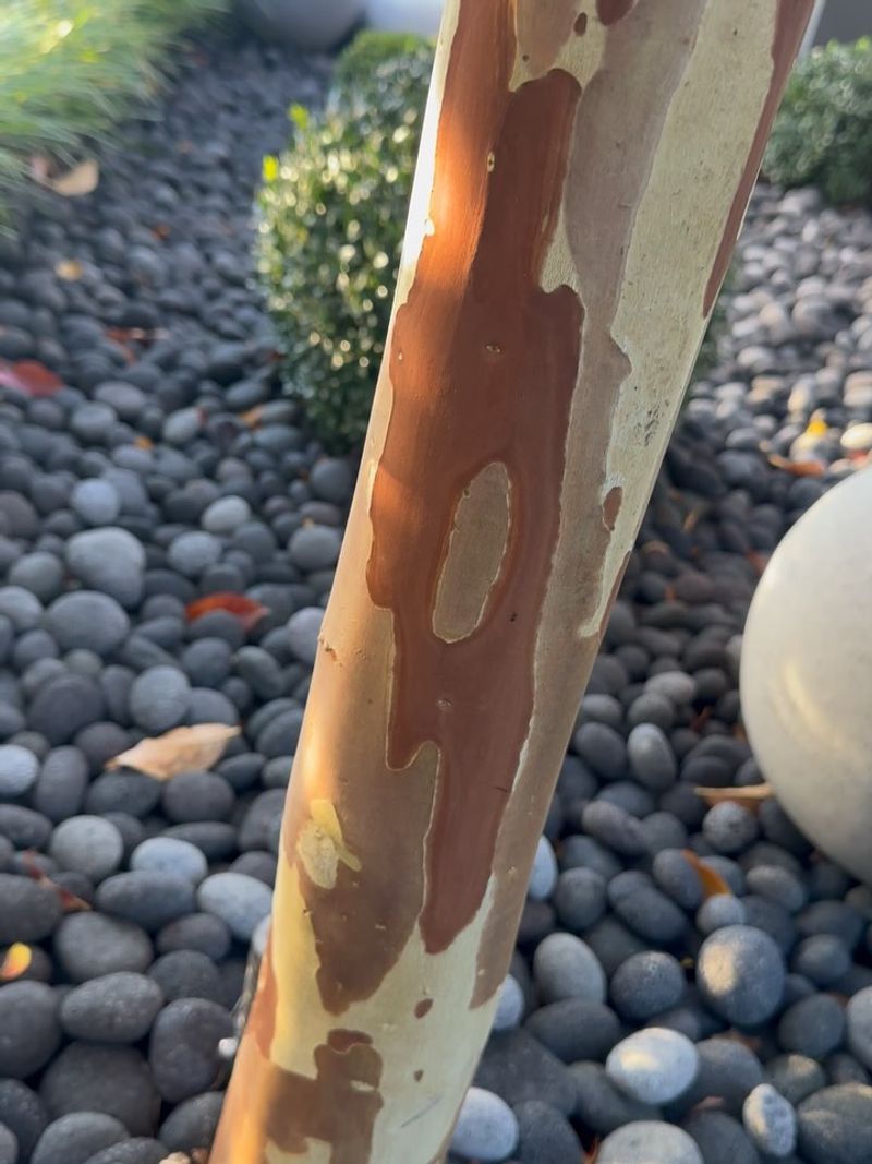 Fresh Bark Creates Beautiful New Colors Fresh Bark Creates Beautiful New Colors