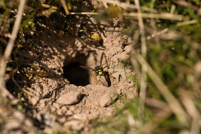 Fresh Burrows Often Appear Near Nest Sites