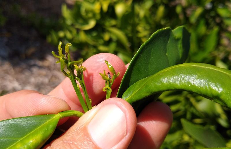 Fresh Citrus Growth Draws Psyllids In