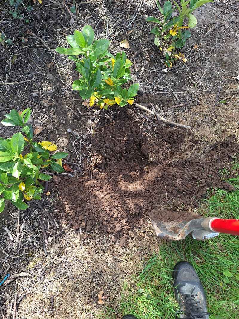 Fresh Clippings Can Be Riskier Than The Hedge Fresh Clippings Can Be Riskier Than The Hedge