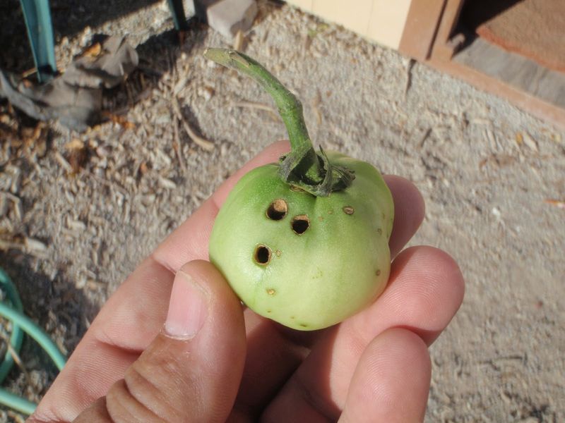 Fresh Clues On Tomato Fruit