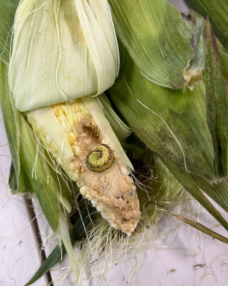 Fresh Corn Silks Are The Main Target Fresh Corn Silks Are The Main Target