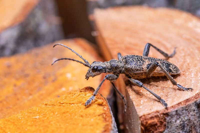 Fresh Cuts Attract Wood-Boring Insects Easily