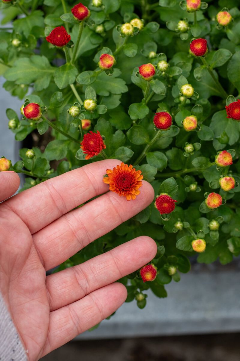 Fresh Cuts Can Push Bloom Time Further Into The Season Fresh Cuts Can Push Bloom Time Further Into The Season