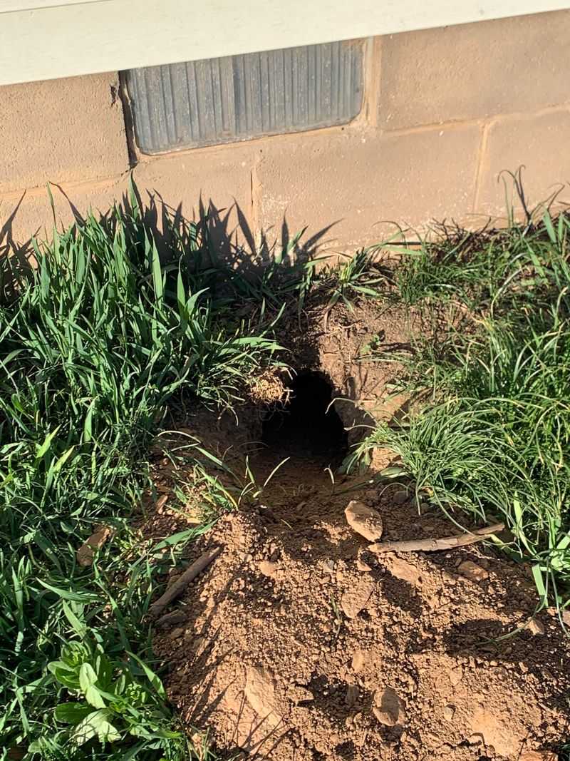 Fresh Dirt Can Reveal Recent Activity