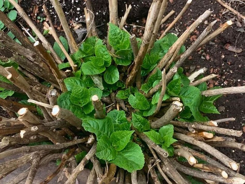 Fresh Green Growth Is Not The Part To Sacrifice Fresh Green Growth Is Not The Part To Sacrifice