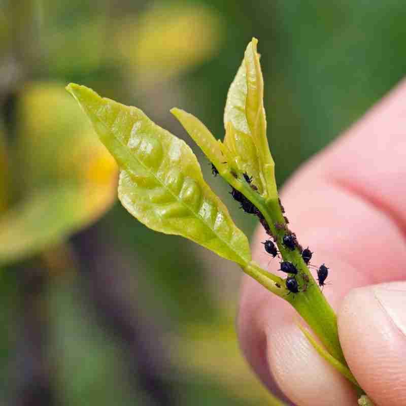 Fresh Growth Can Attract Aphids And Other Sap Feeders