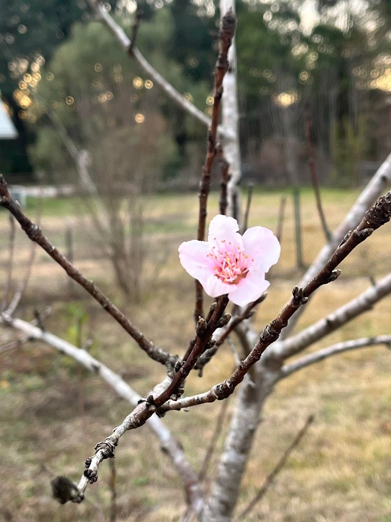 Fresh Growth Has No Time To Harden Before Frost Fresh Growth Has No Time To Harden Before Frost