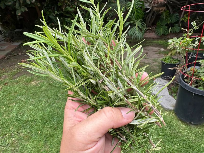 Fresh Growth Has Time To Mature Before Fall