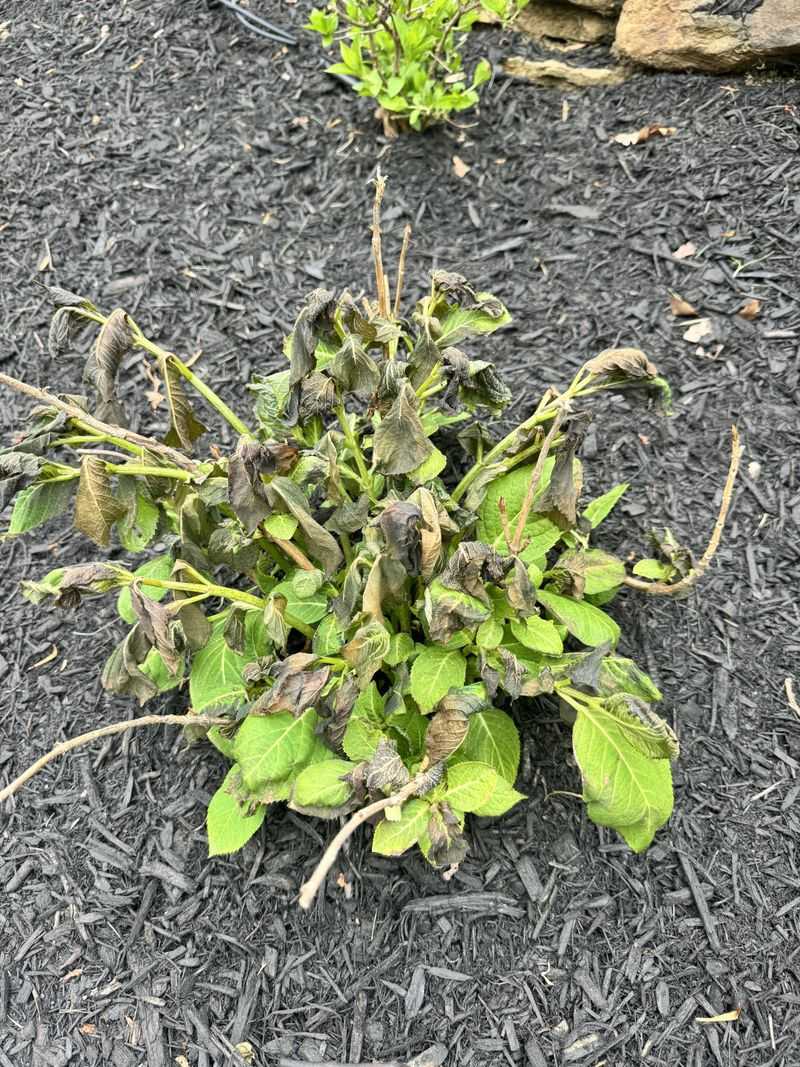 Fresh Growth May Not Survive Oregon's First Frosts