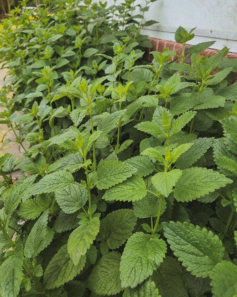 Fresh Leaves Add More Value To Outdoor Spaces Fresh Leaves Add More Value To Outdoor Spaces