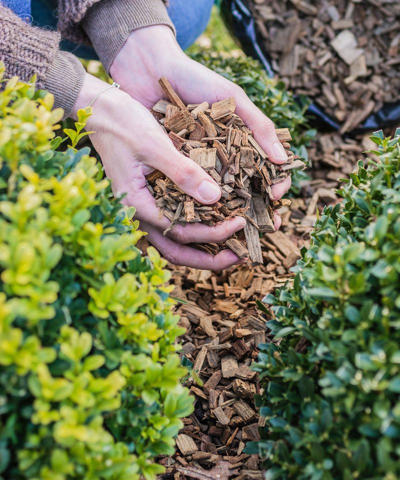 Fresh Mulch Helps Protect The Roots As Fall Approaches