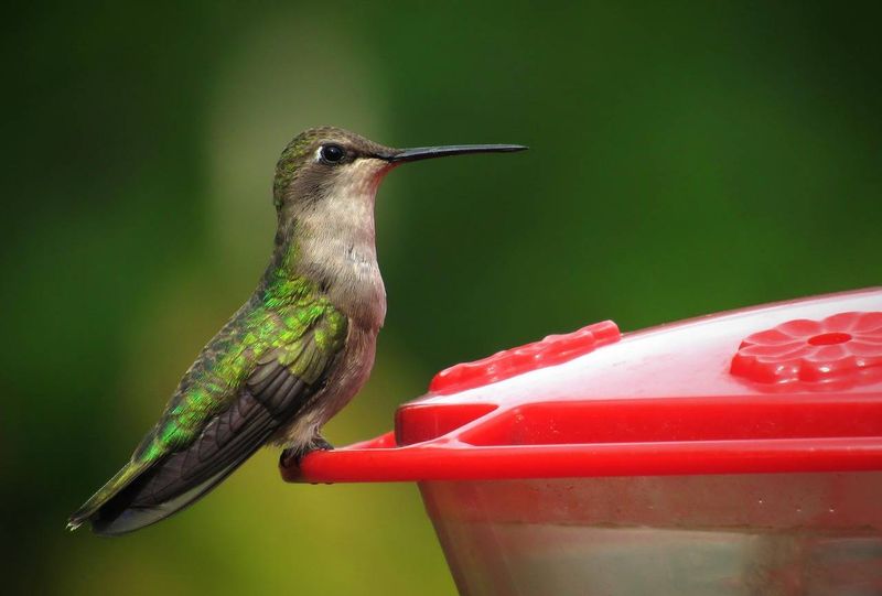 Fresh Nectar Matters More During Hot Weeks