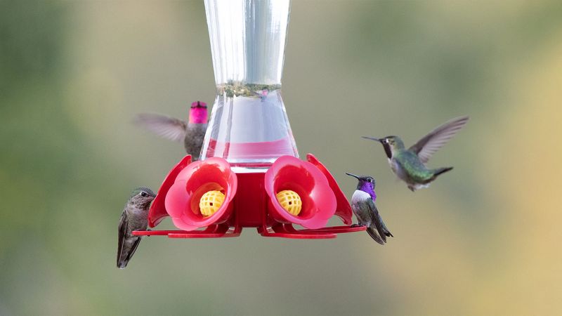 Fresh Nectar Matters More When August Heat Speeds Up Spoilage