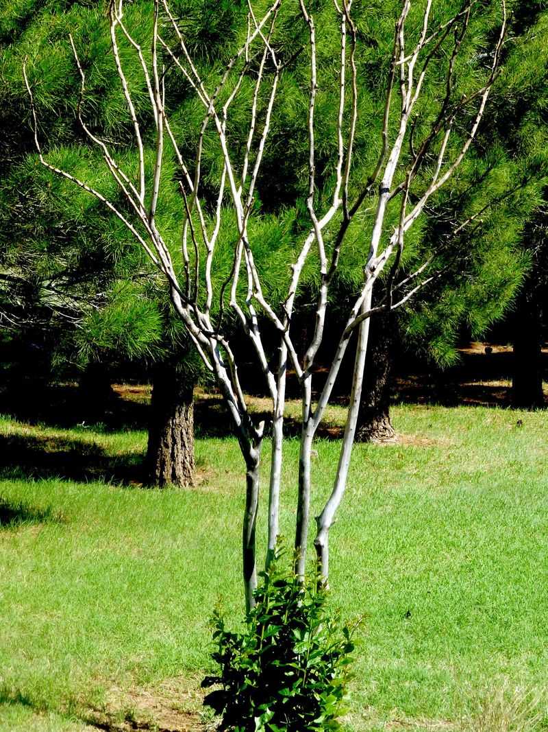 Fresh Shoots Are The Last Thing You Want Before Cooler Nights