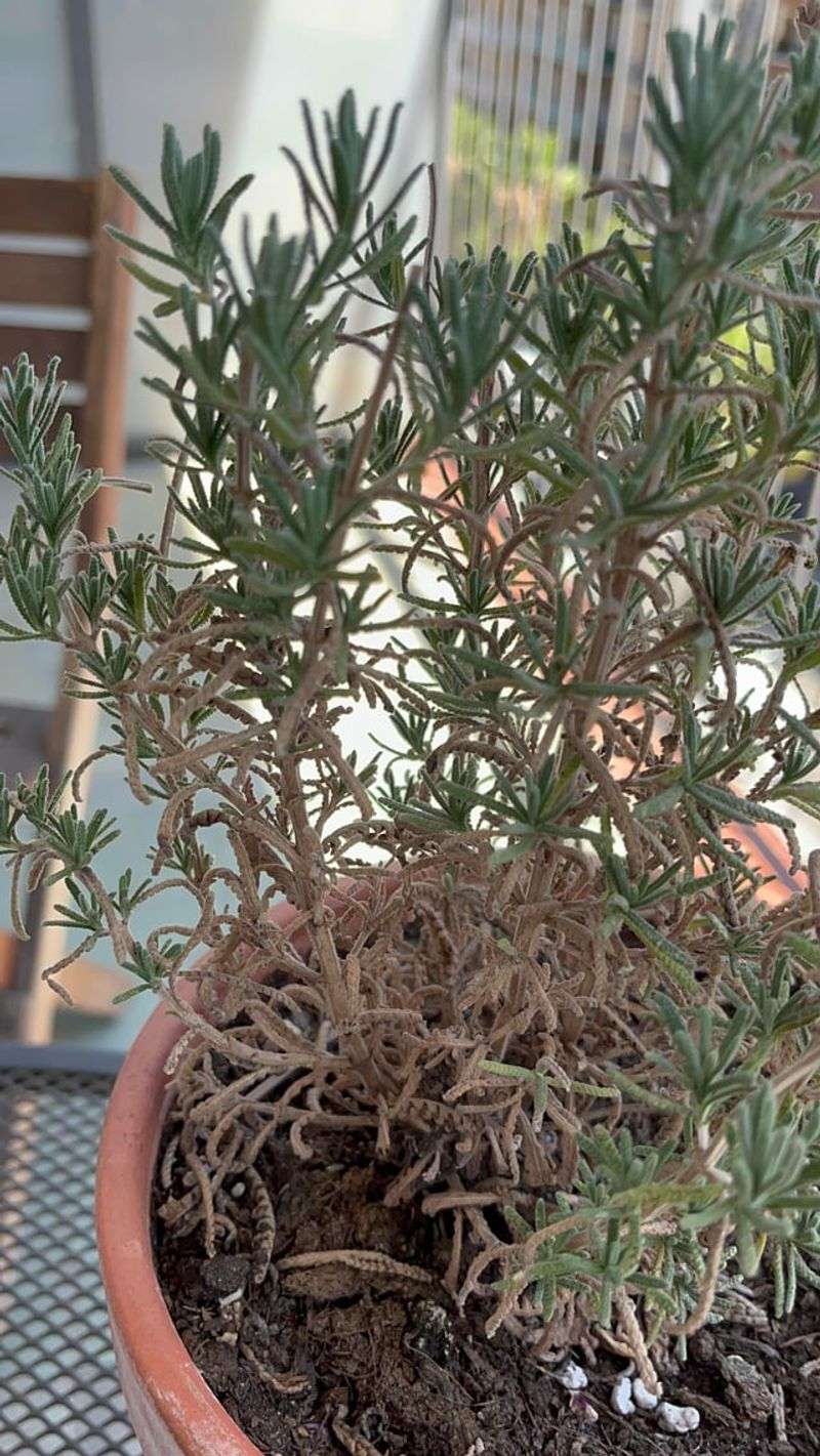Fresh Stems May Enter Winter Without Hardening Fresh Stems May Enter Winter Without Hardening