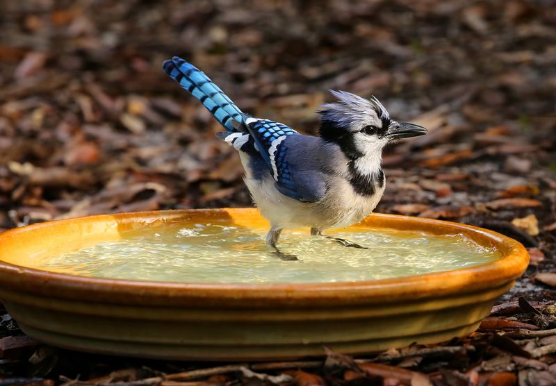 Fresh Water Can Give Jays Another Reason To Stop Between Feeding Trips