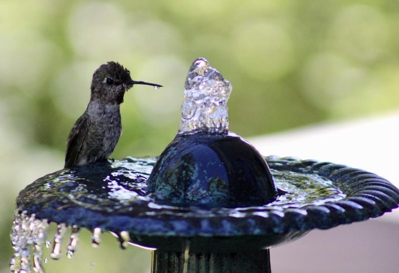 Fresh Water Can Keep Them Coming Back Fresh Water Can Keep Them Coming Back