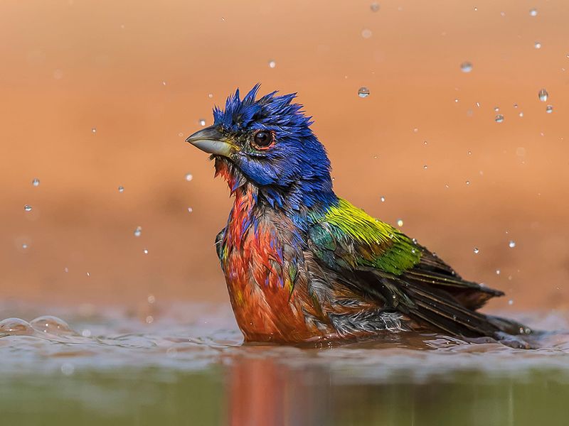 Fresh Water Draws Them Back Fresh Water Draws Them Back