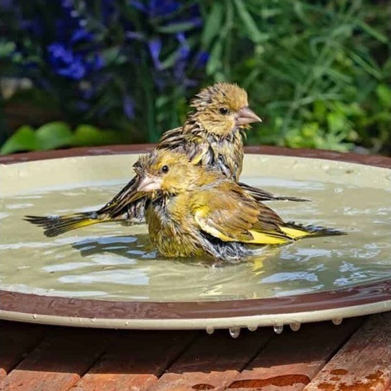 Fresh Water Gives Migrating Birds Another Useful Resource Fresh Water Gives Migrating Birds Another Useful Resource