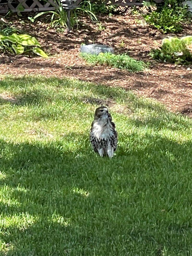 Freshly Mowed Grass Can Bring Them Closer Freshly Mowed Grass Can Bring Them Closer