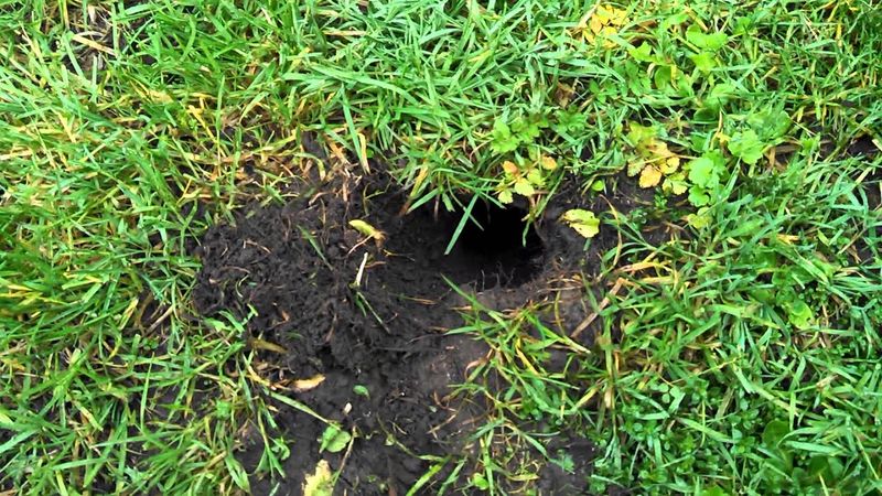 Freshly Turned Soil Reveals A Feeding Trail Freshly Turned Soil Reveals A Feeding Trail