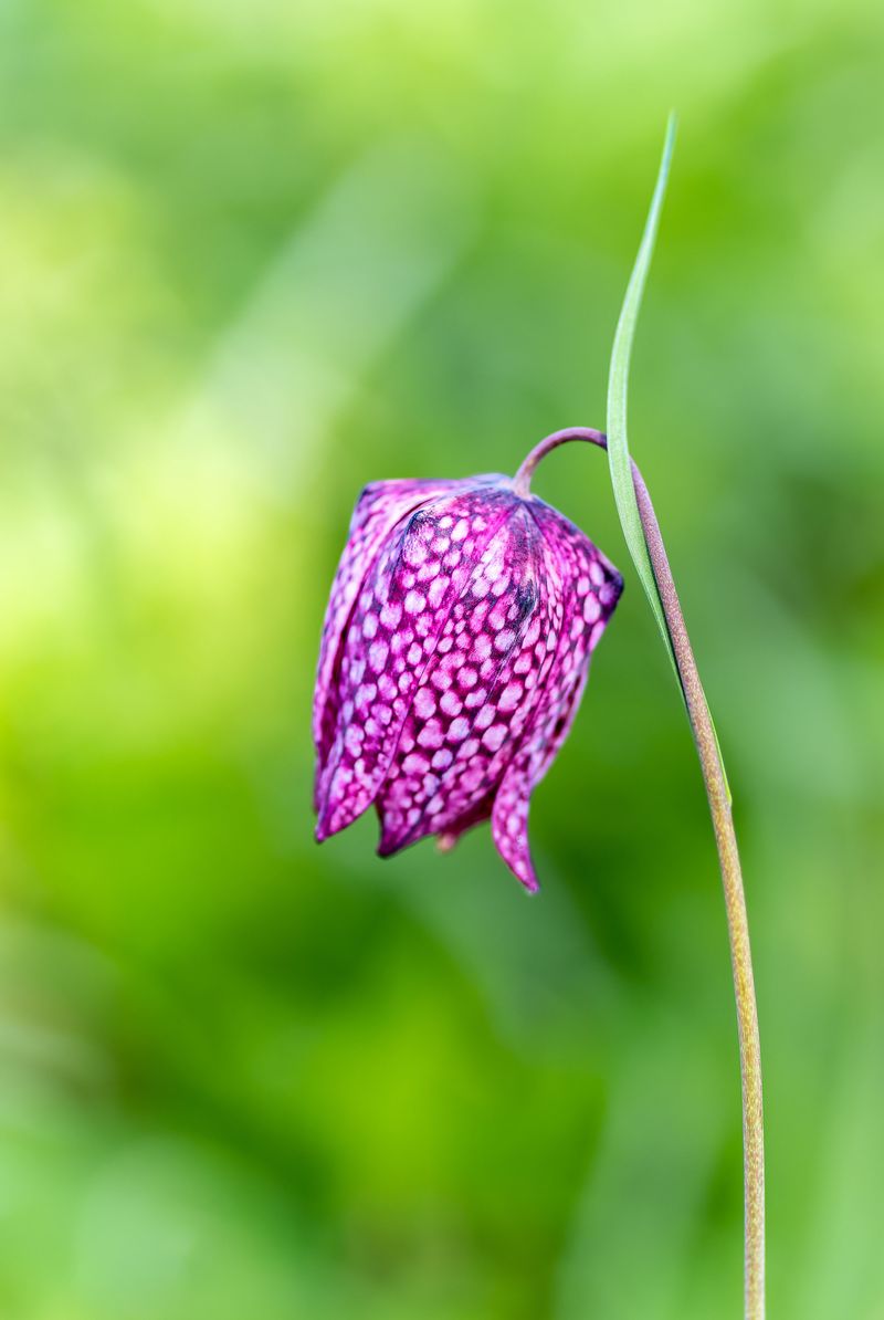 Fritillaria Fritillaria