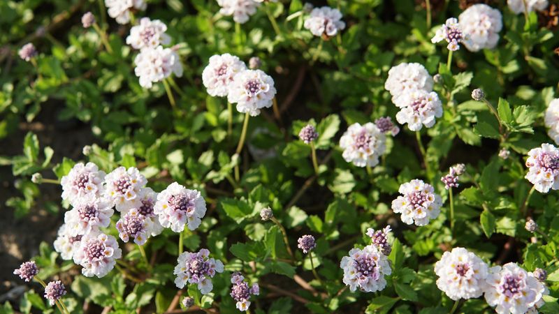 Frogfruit Keeps The Ground Buzzing Into October