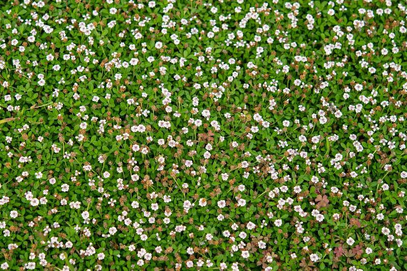 Frogfruit Turns Bare Ground Into A Living Mat Frogfruit Turns Bare Ground Into A Living Mat