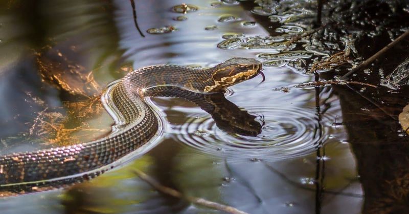Frogs And Fish Can Give One A Reason To Stay Nearby