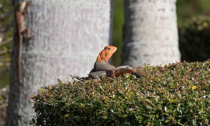Frogs And Lizards Can Add Another Reason To Hunt There