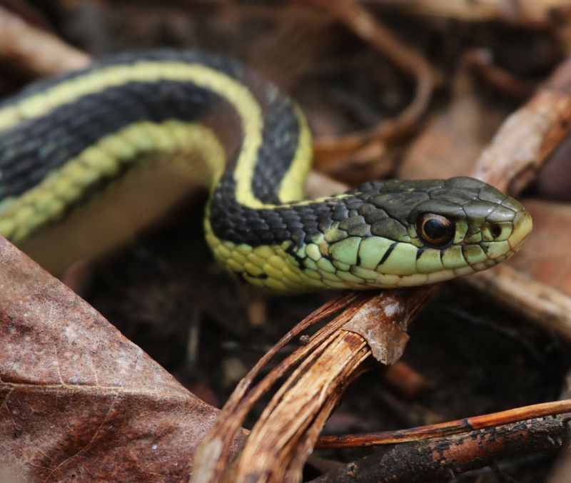 Frogs Nearby Give These Striped Hunters A Reason To Stay